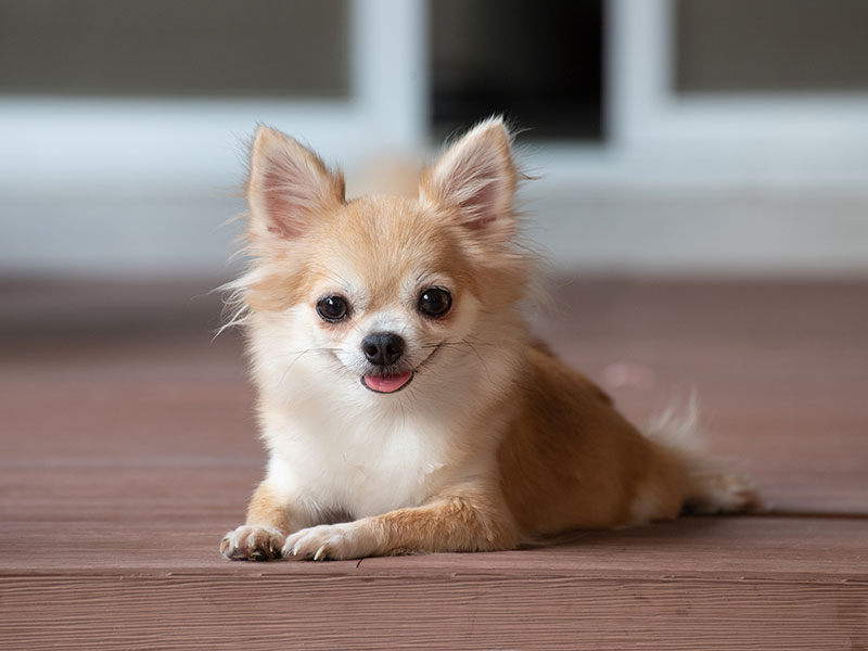 Chihuahua seitlich