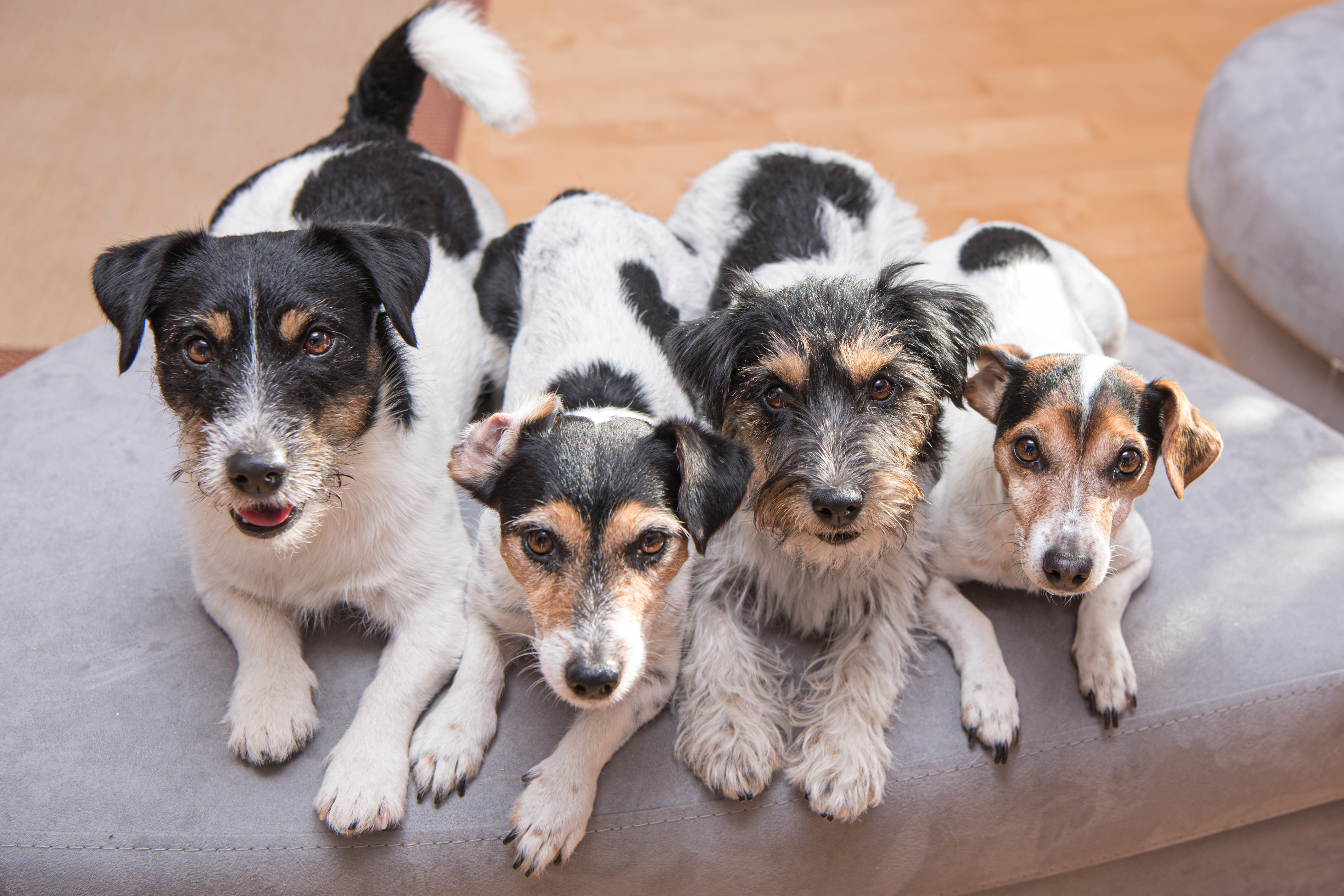 Jack Russell Familie