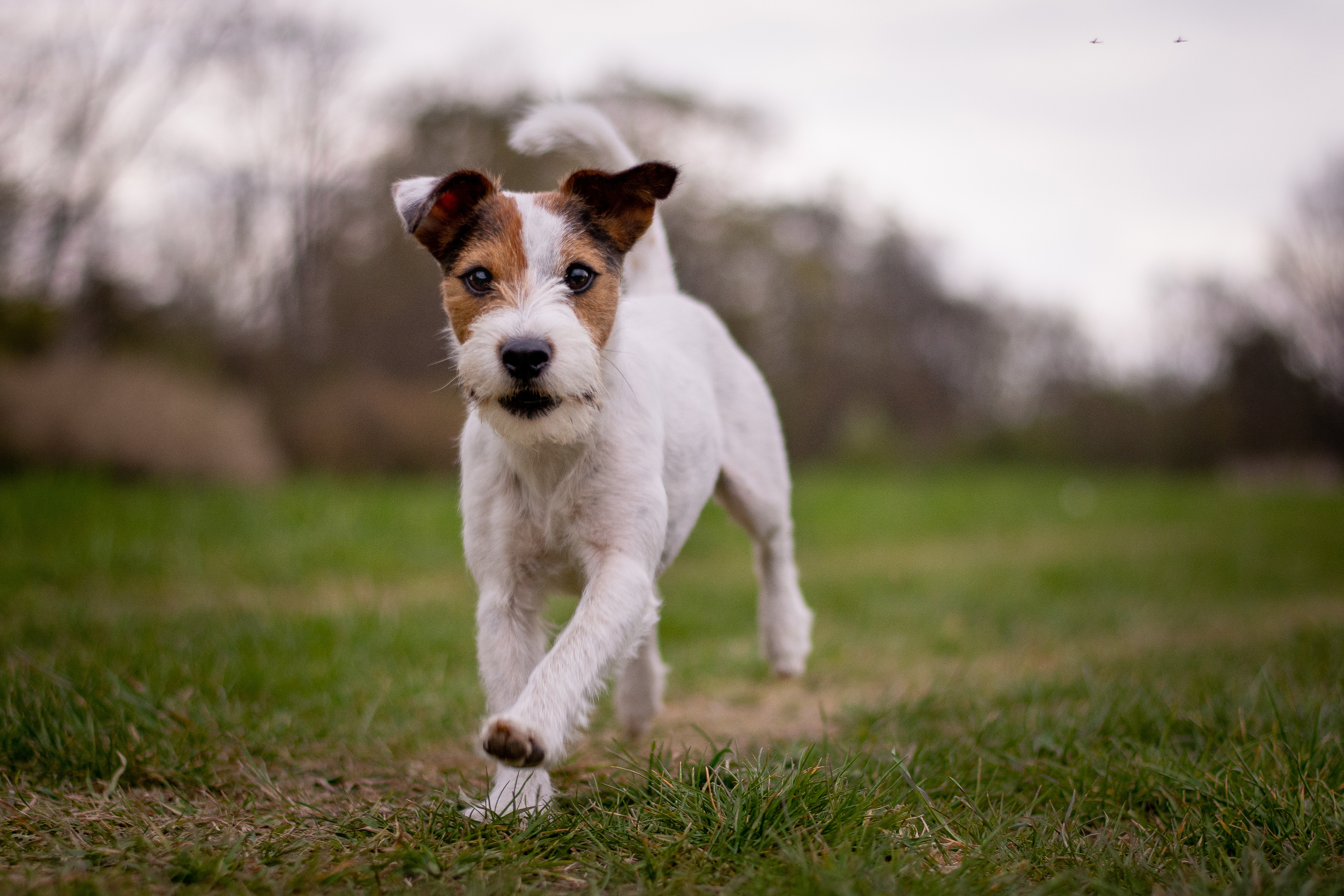 Parson Russell Terrier in Bewegung
