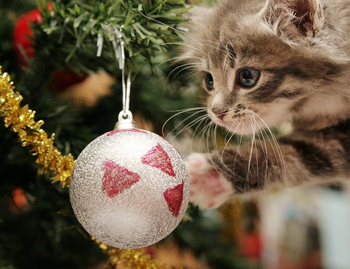 Katze Weihnachtskugel