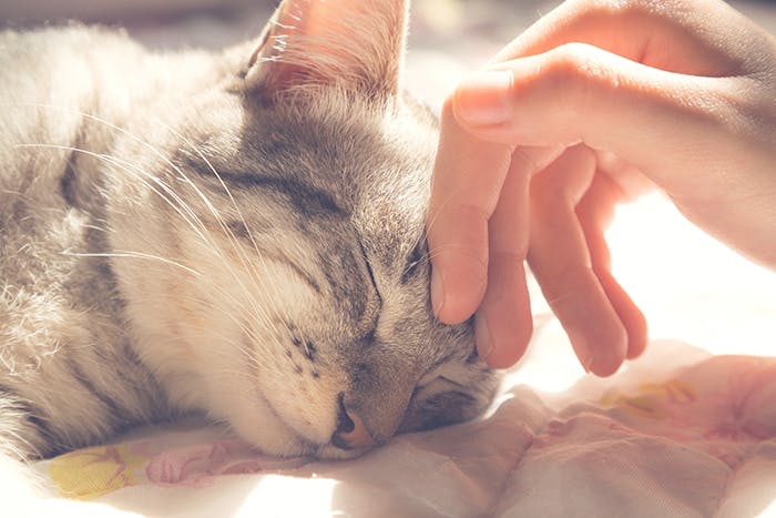 Allergien bei Katzen - Ursachen & Tipps