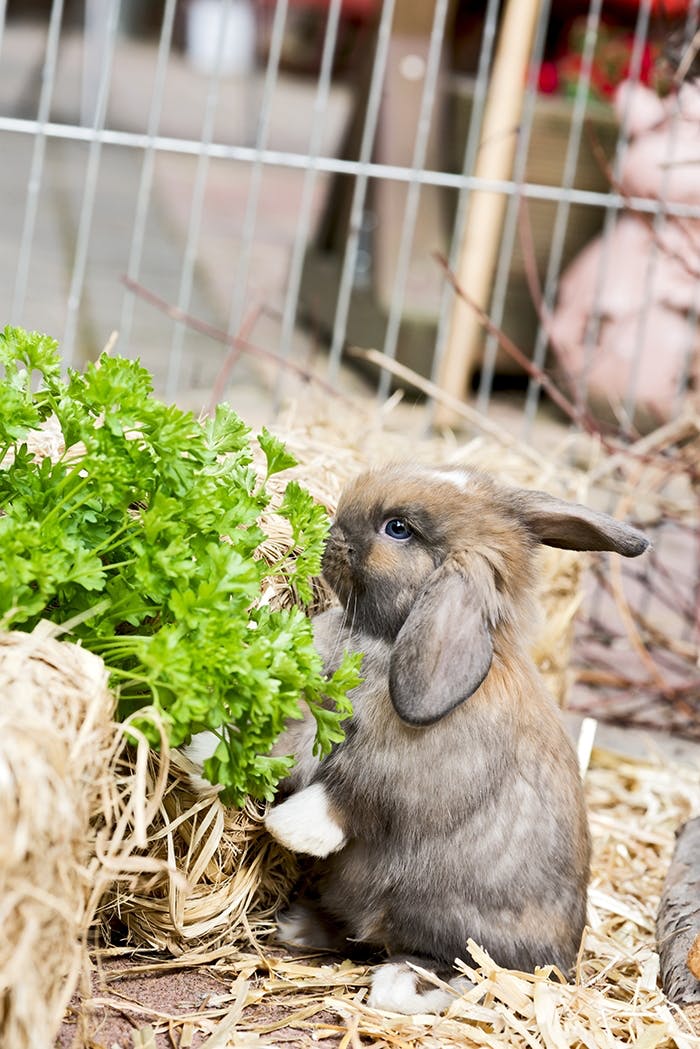 Ernährungstipps für Kaninchen