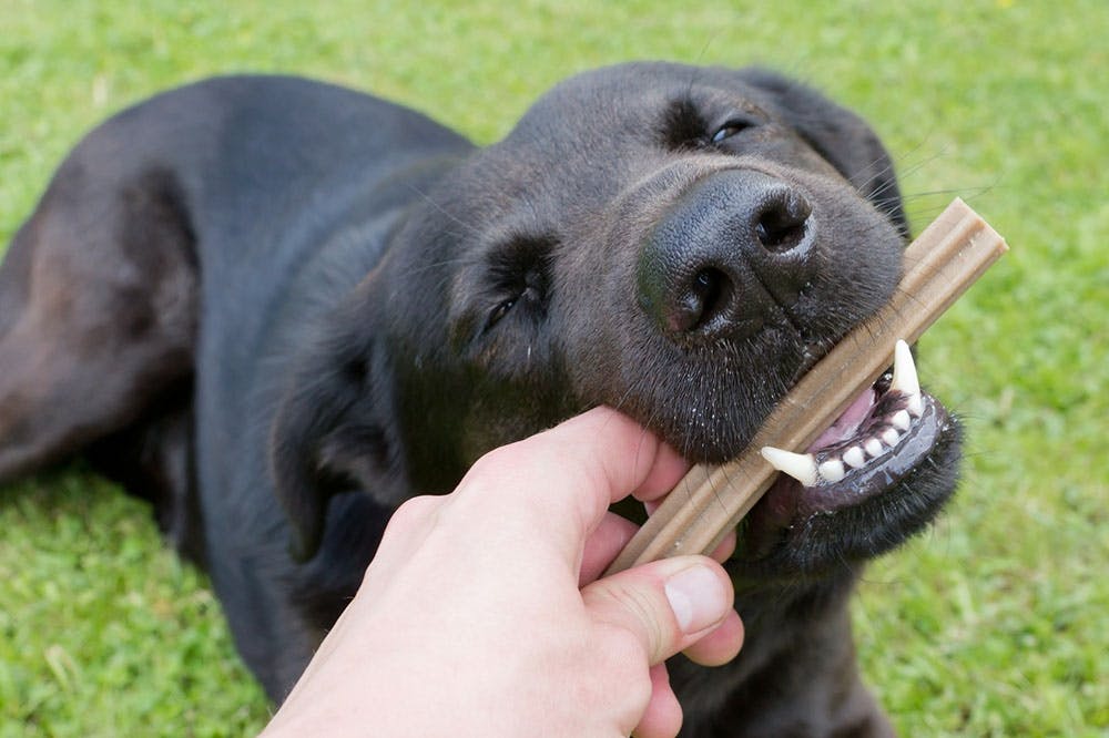Labrador frisst Zahnpflegeartikel