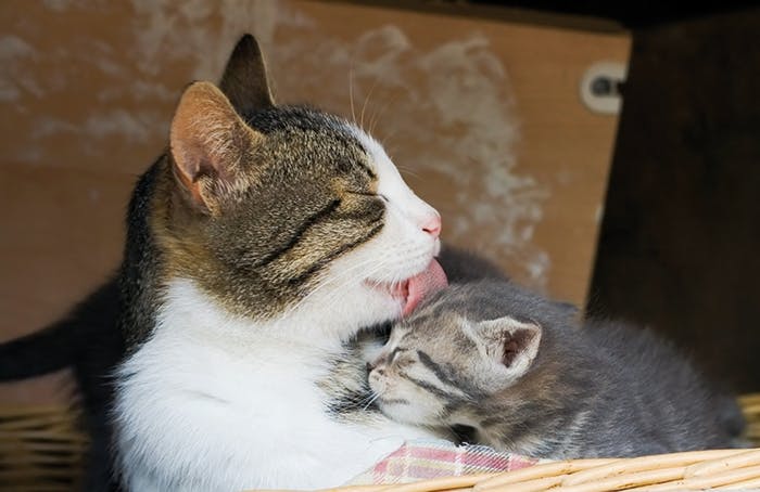Geburten bei Katzen