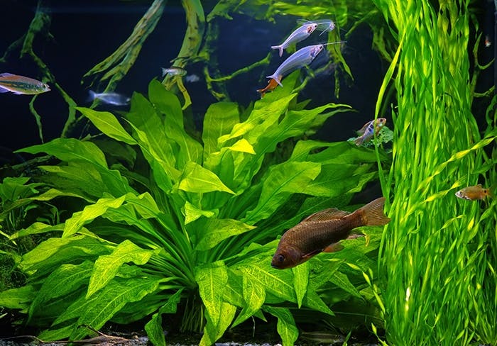 Neue Fische in das Aquarium einsetzten