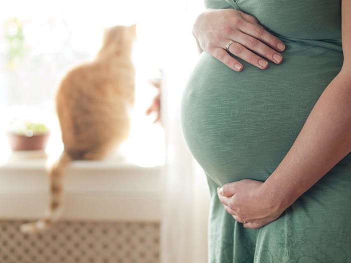 Schwangerschaft mit Katze - Angst vor Toxoplasmose