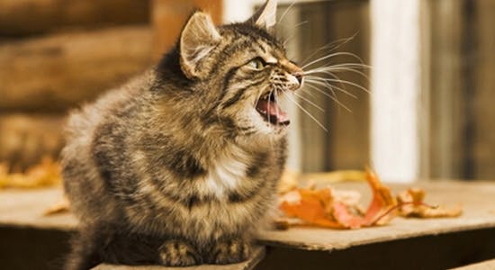 Empfohlener Fleischanteil in Premium-Katzenfutter