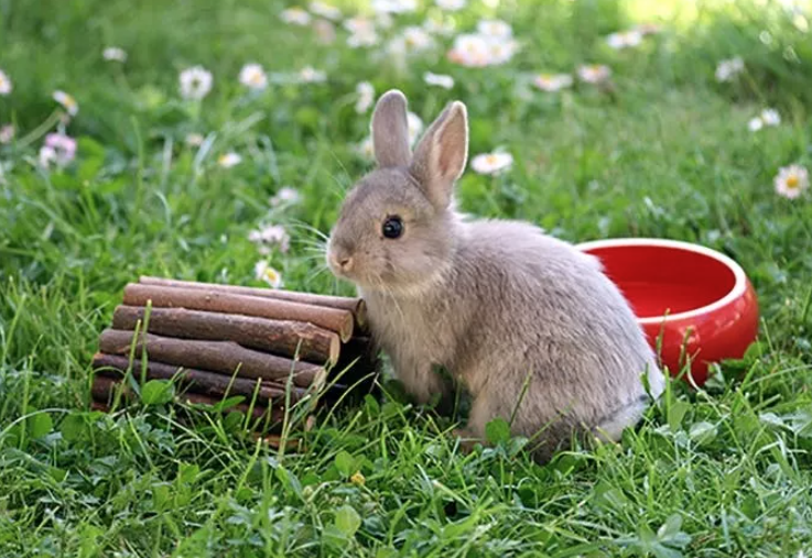 Erstausstattung Kaninchen