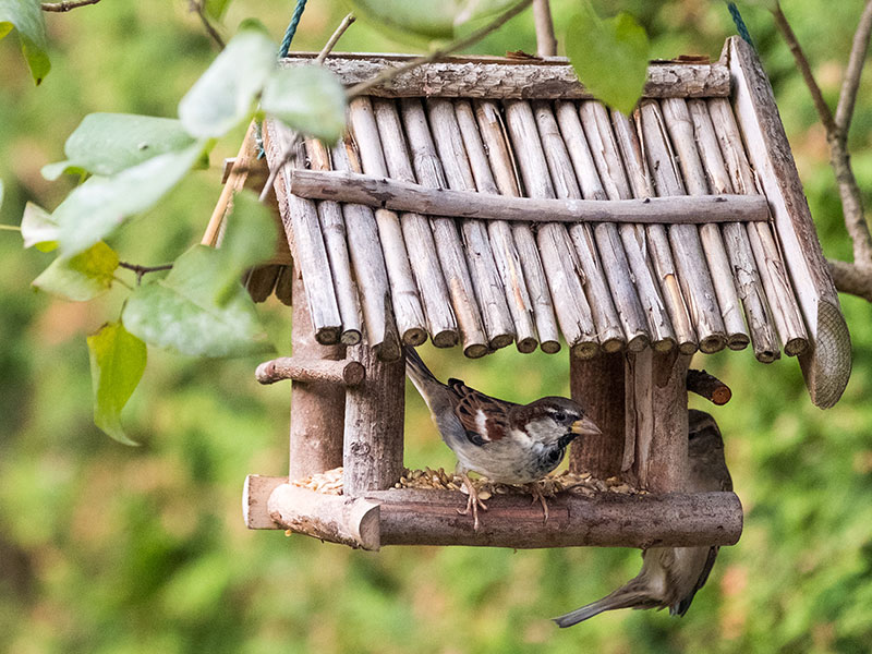 Ganzjährig Wildvögel füttern Vogelhaus