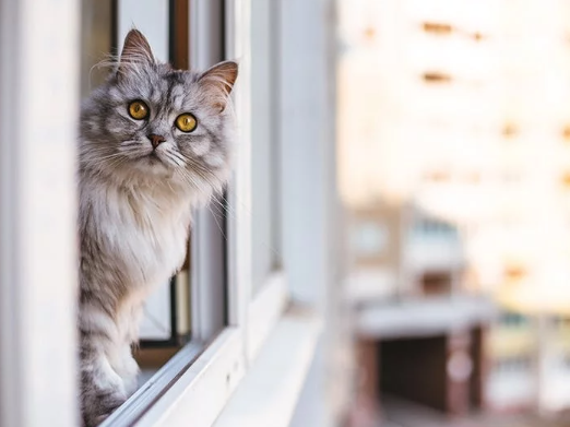 Balkonschutz Katzen Fenster