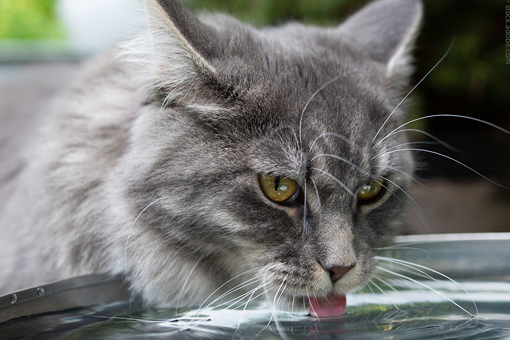 DAS FUTTERHAUS Infos zu Niereninsuffizienz bei Katzen