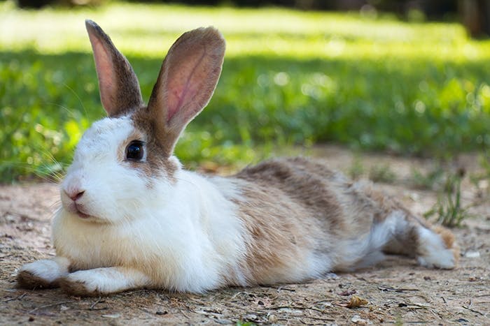 Zahnpflege für Kaninchen