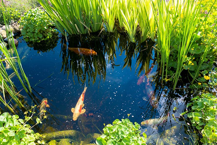 Das Recht auf den eigenen Teich