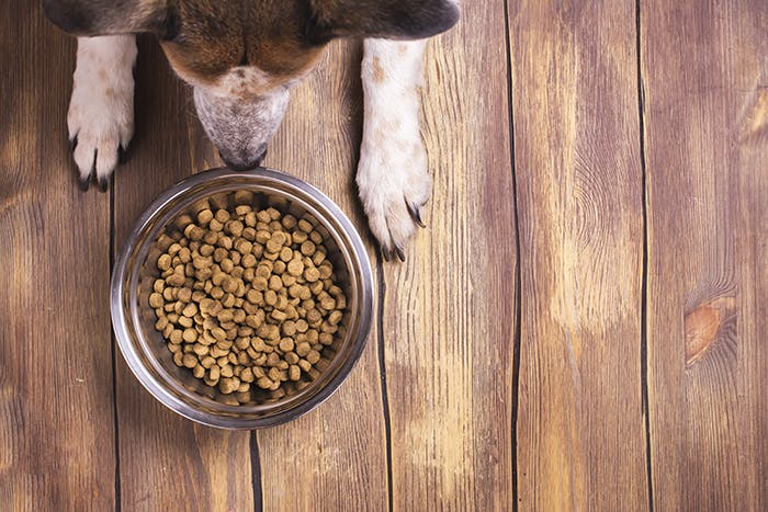 Glutenfreies Hundefutter