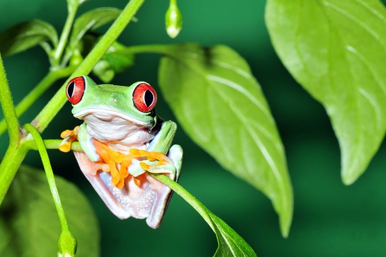 Der amerikanische Laubfrosch