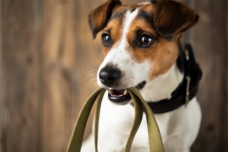 Leinentraining mit dem Hund