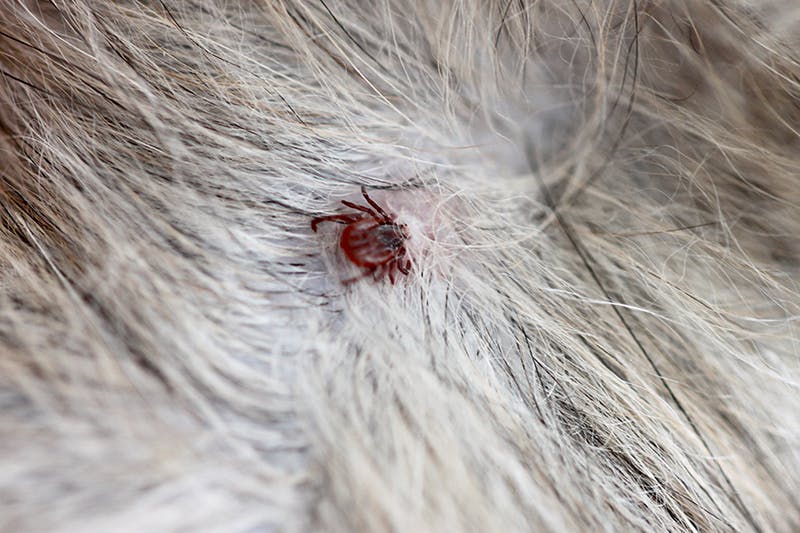 Parasiten beim Hund
