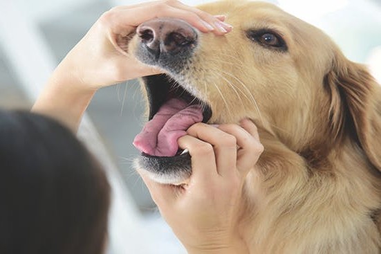 Gesundheitscheck für Hunde