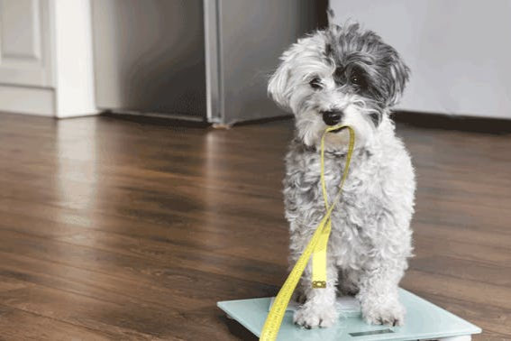 Hund_auf_einer_Waage