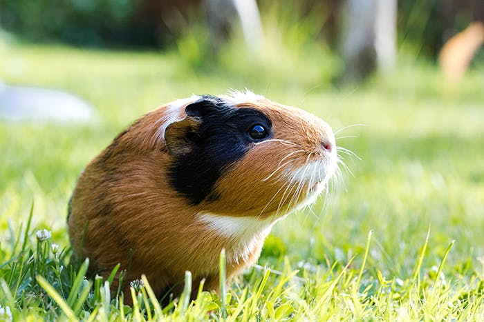 Gesundheitscheck für Meerschweinchen