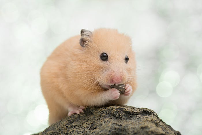 Hamstersnacks