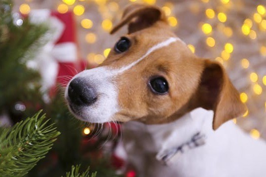 Tierische Tipps zur Weihnachtszeit