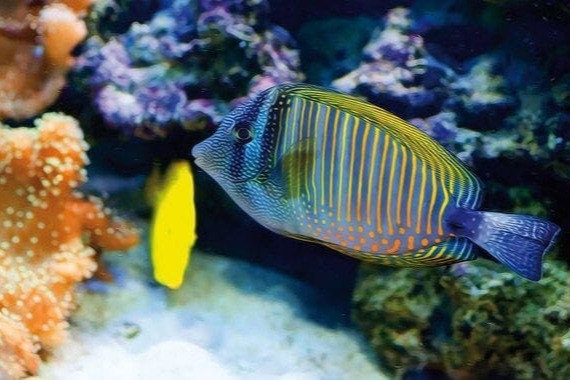Einstieg in die Meerwasseraquaristik