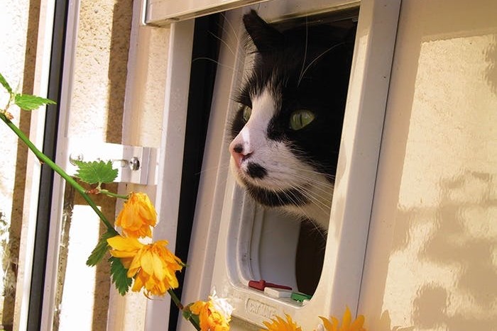 Wissenswertes zur Katzenklappe