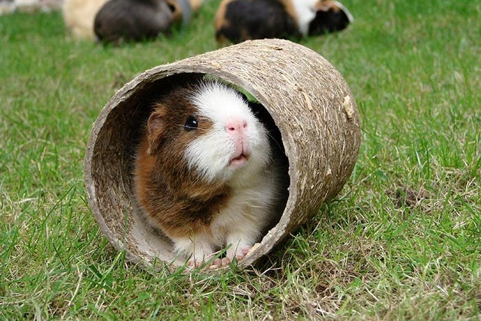 Spielspaß_für_Meerschweinchen