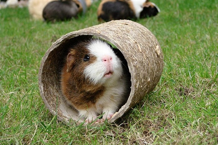 Krallenpflege für Meerschweinchen