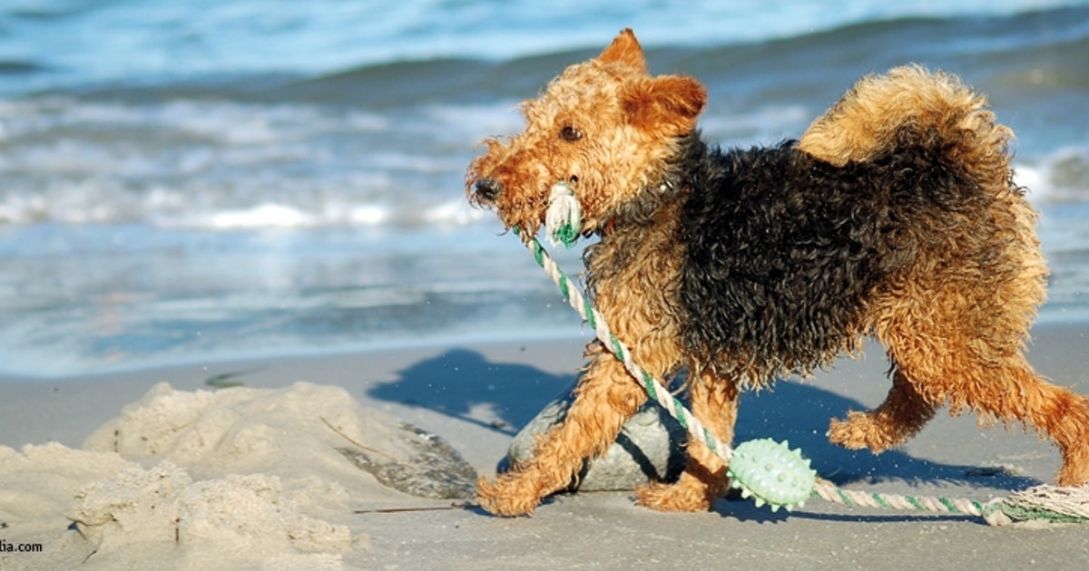 Tipps für den Strand- oder Parkausflug mit dem Hund