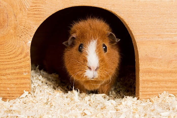 Meerschweinchenzubehör