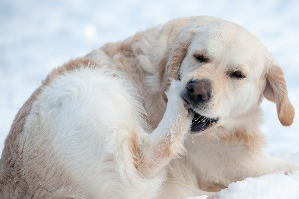 Pfotenpflege beim Hund im Winter
