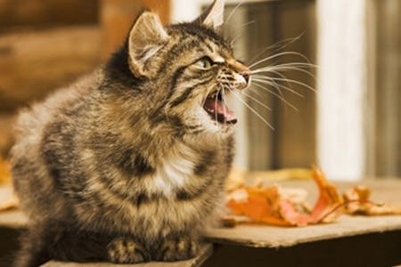 Katze maunzt laut