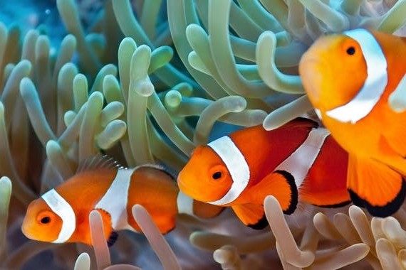 Die beliebtesten Meerwasserfische für Ihr Aquarium