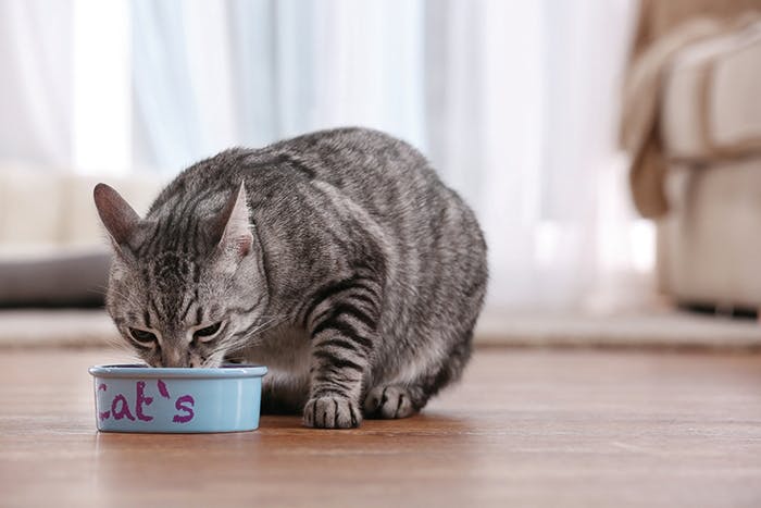 Diätfutter für Katzen