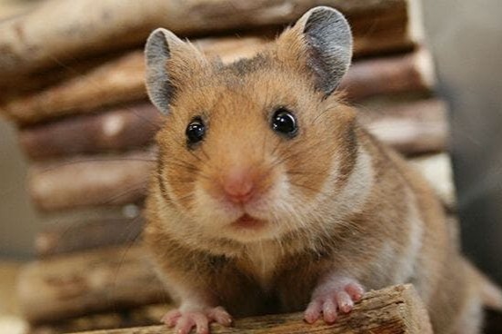 Das Laufrad für Hamster