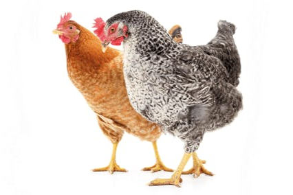Hühnerhaltung in der Hobbyfarm