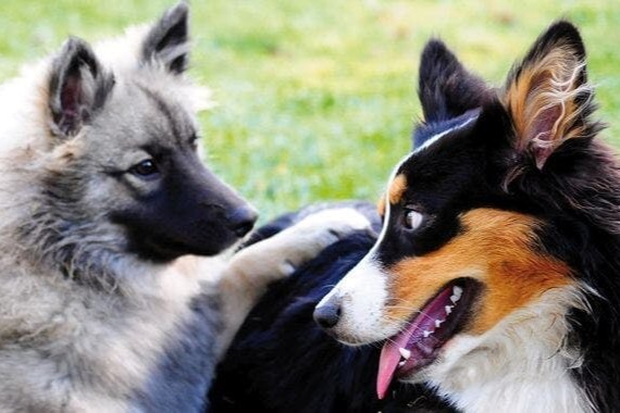 Förderung des Hunde-Sozialverhaltens