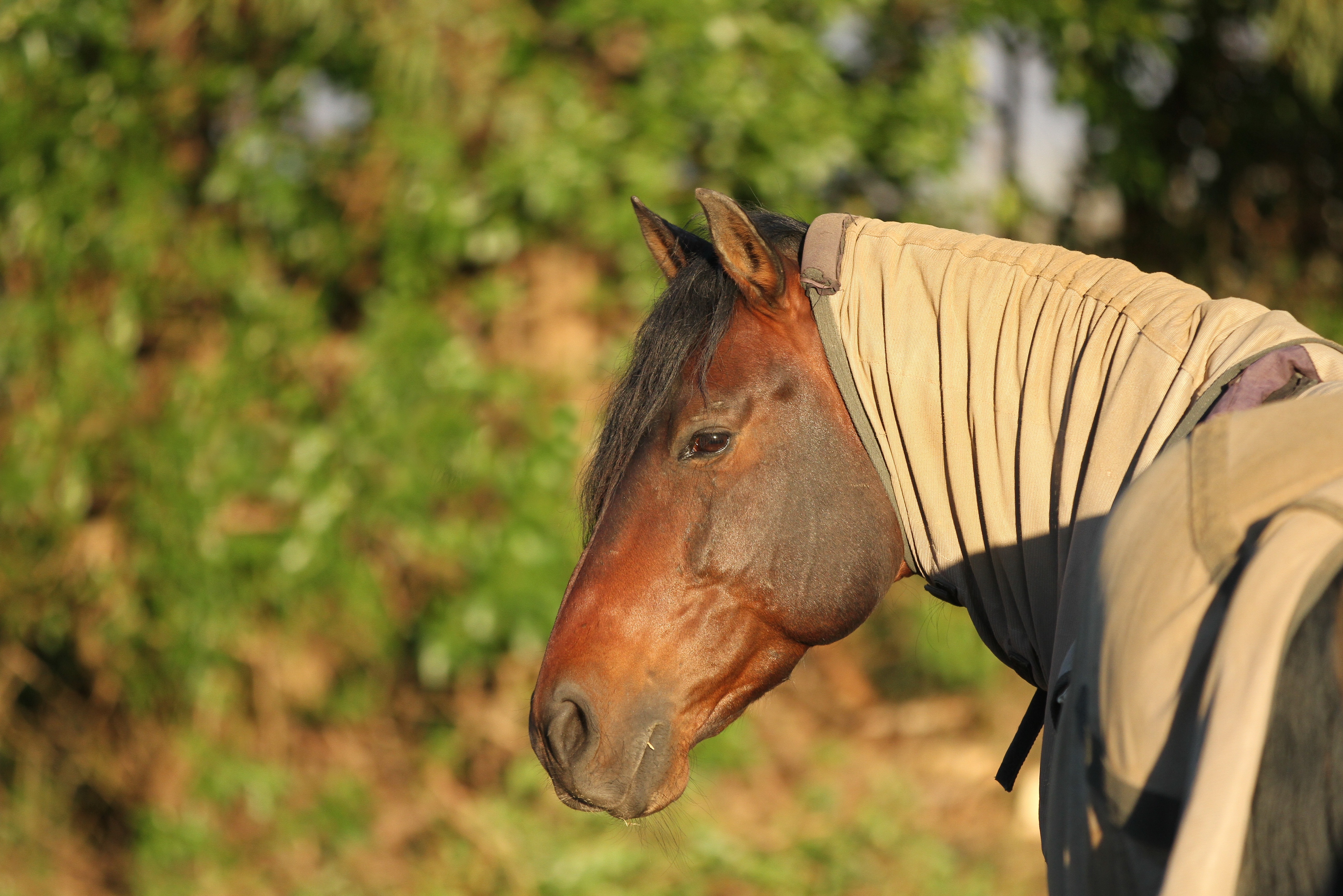 Pferd mit Sommerekzem