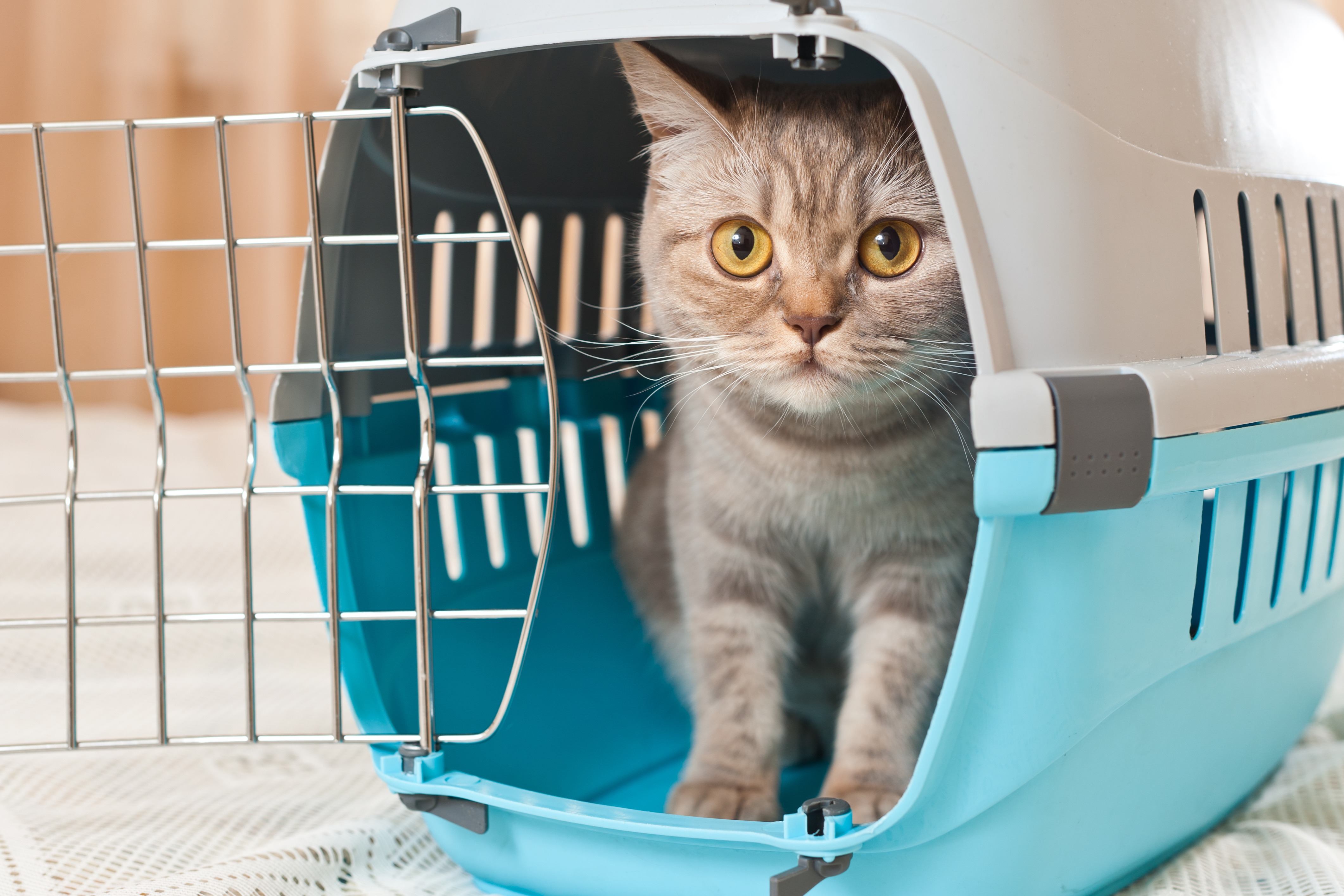 Urlaub mit Katze