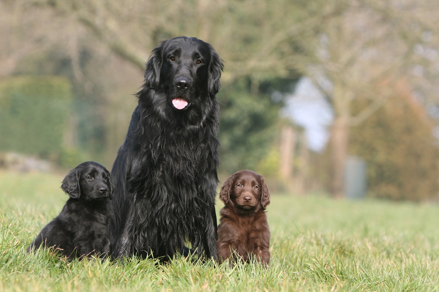 Hundemutter mit zwei Welpen