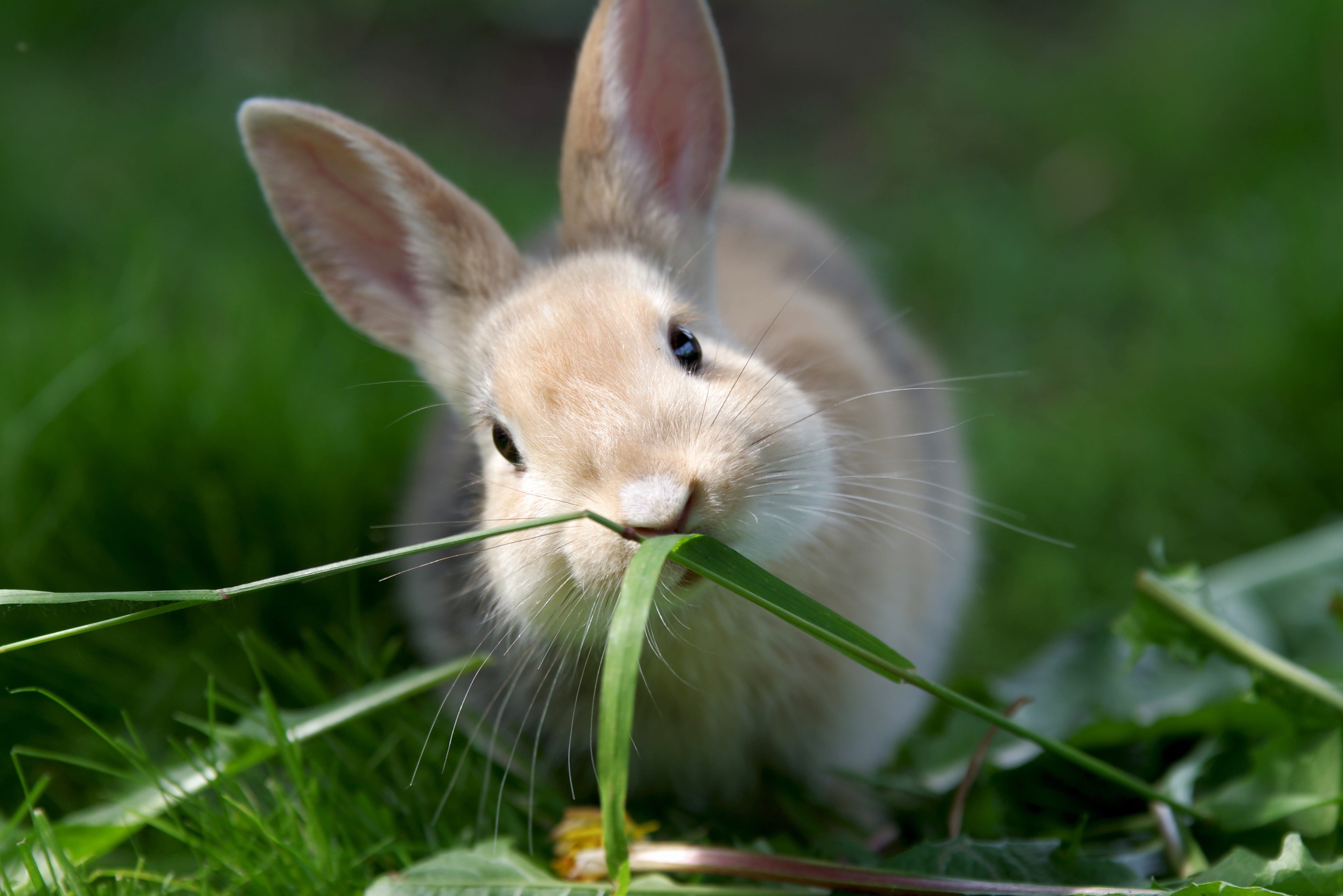 Abkühlung für Kaninchen