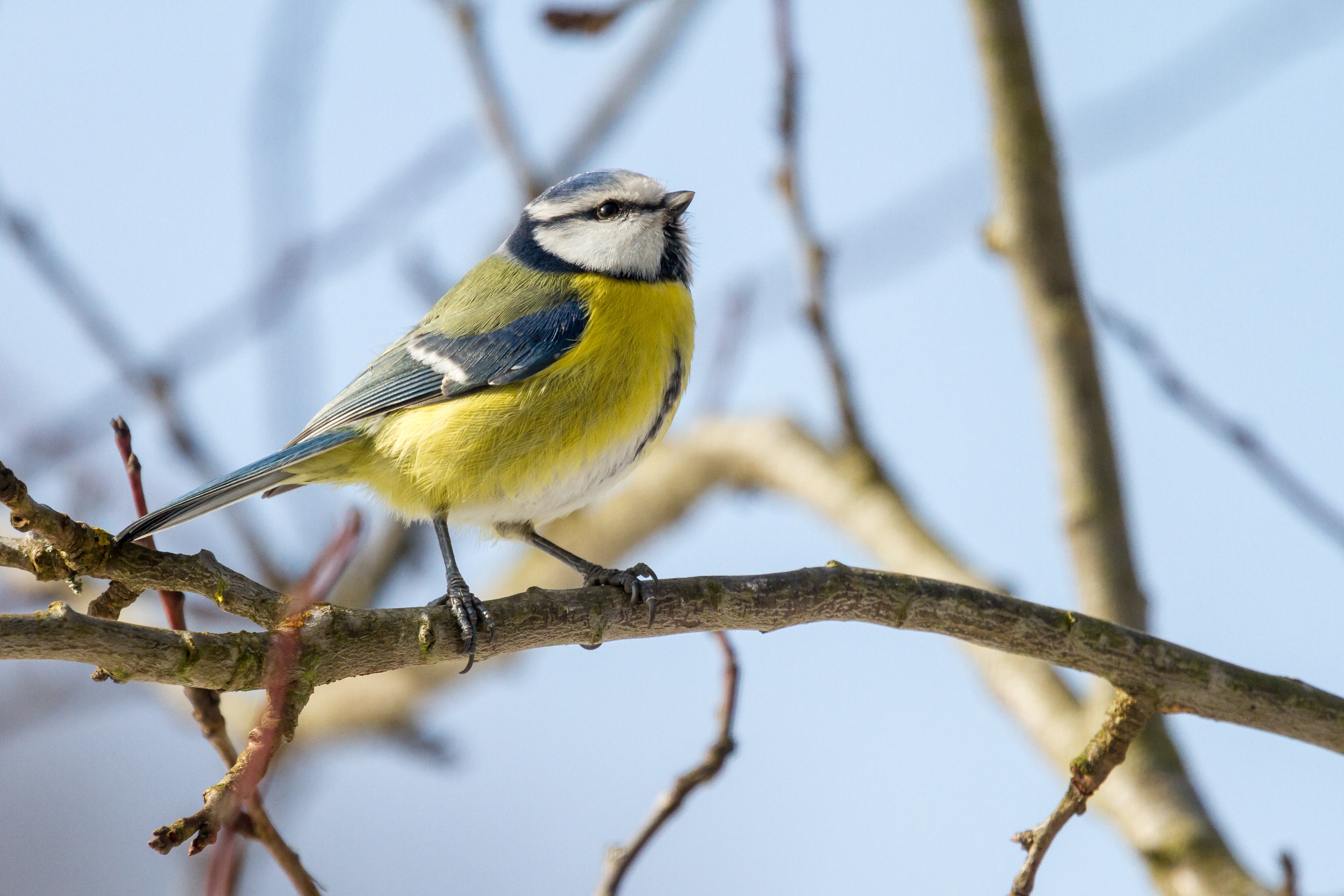 Blaumeise