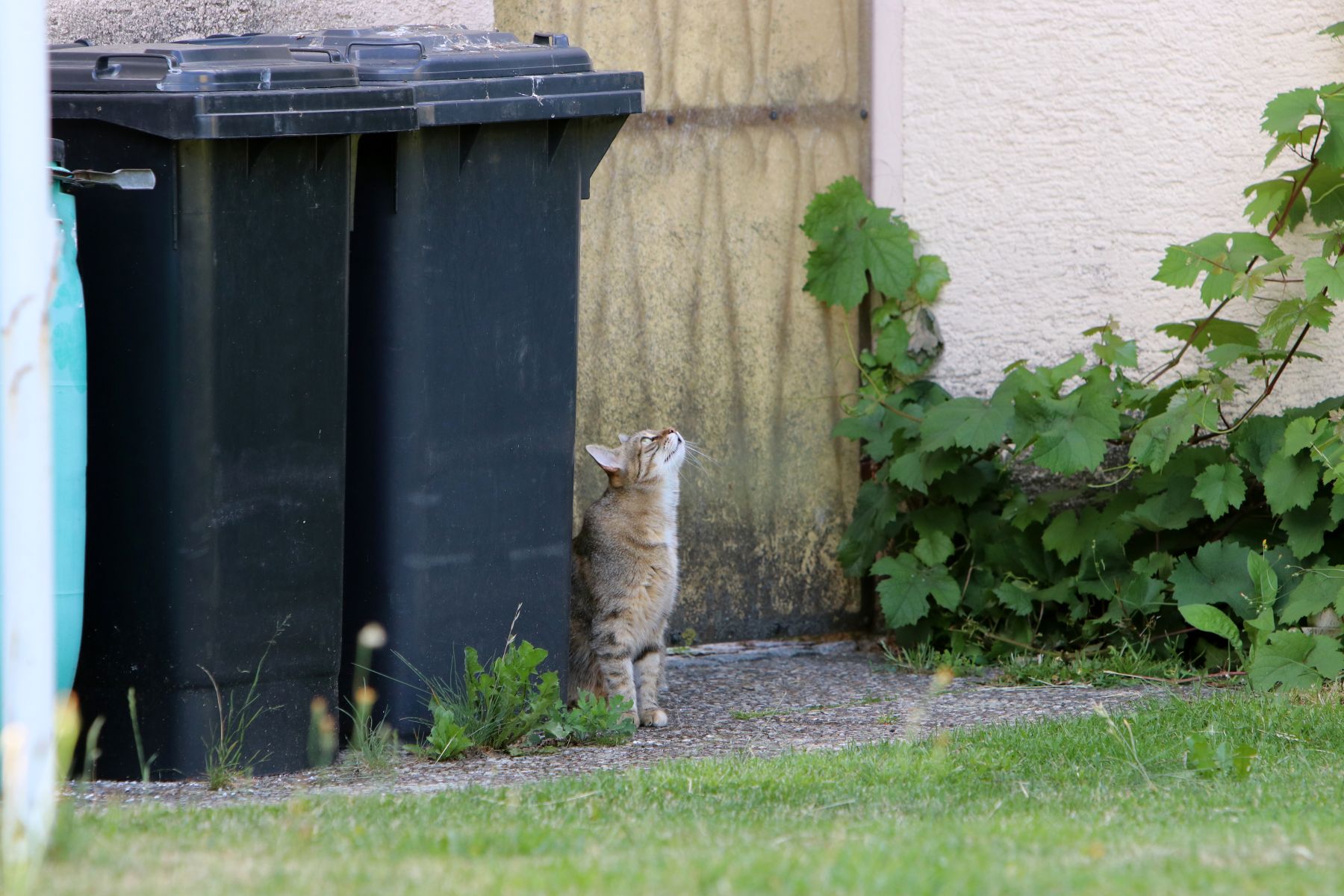 Eine Katze sitzt neben zwei schwarzen Mülltonnen
