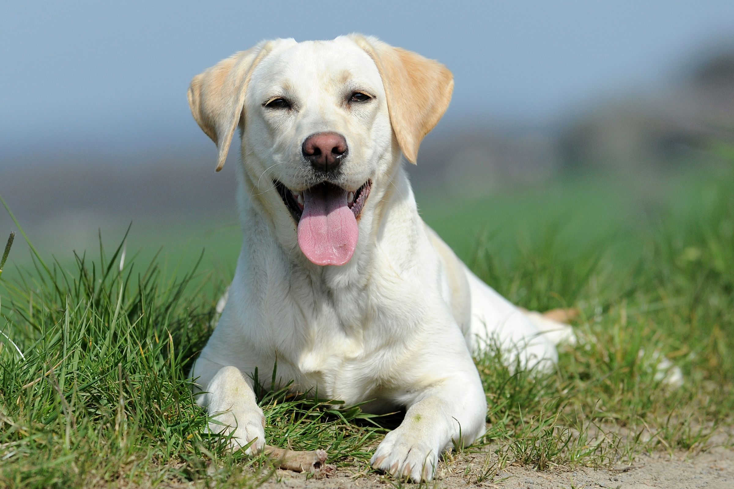 Heller Labrador liegt im Gras
