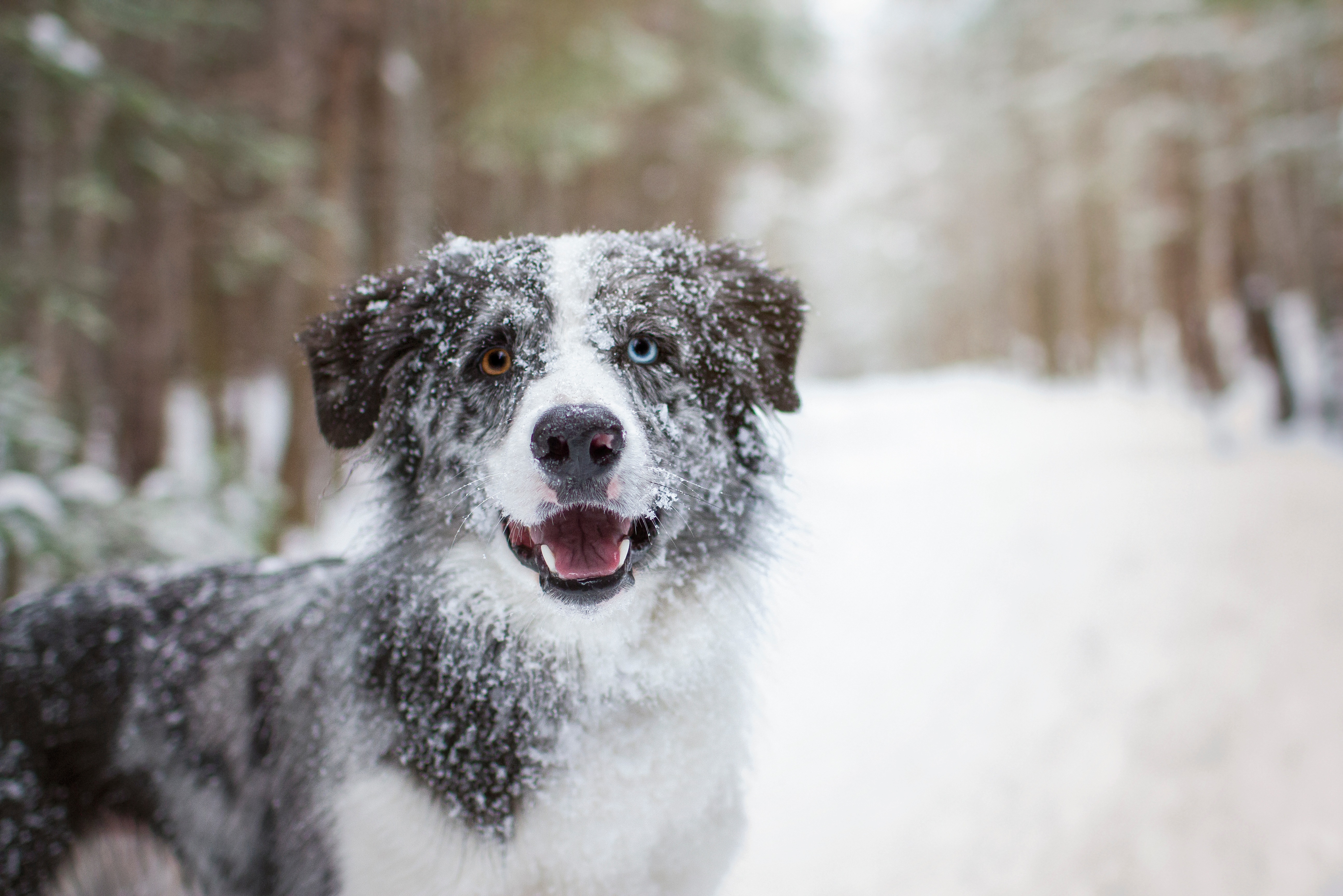 hund frisst schnee