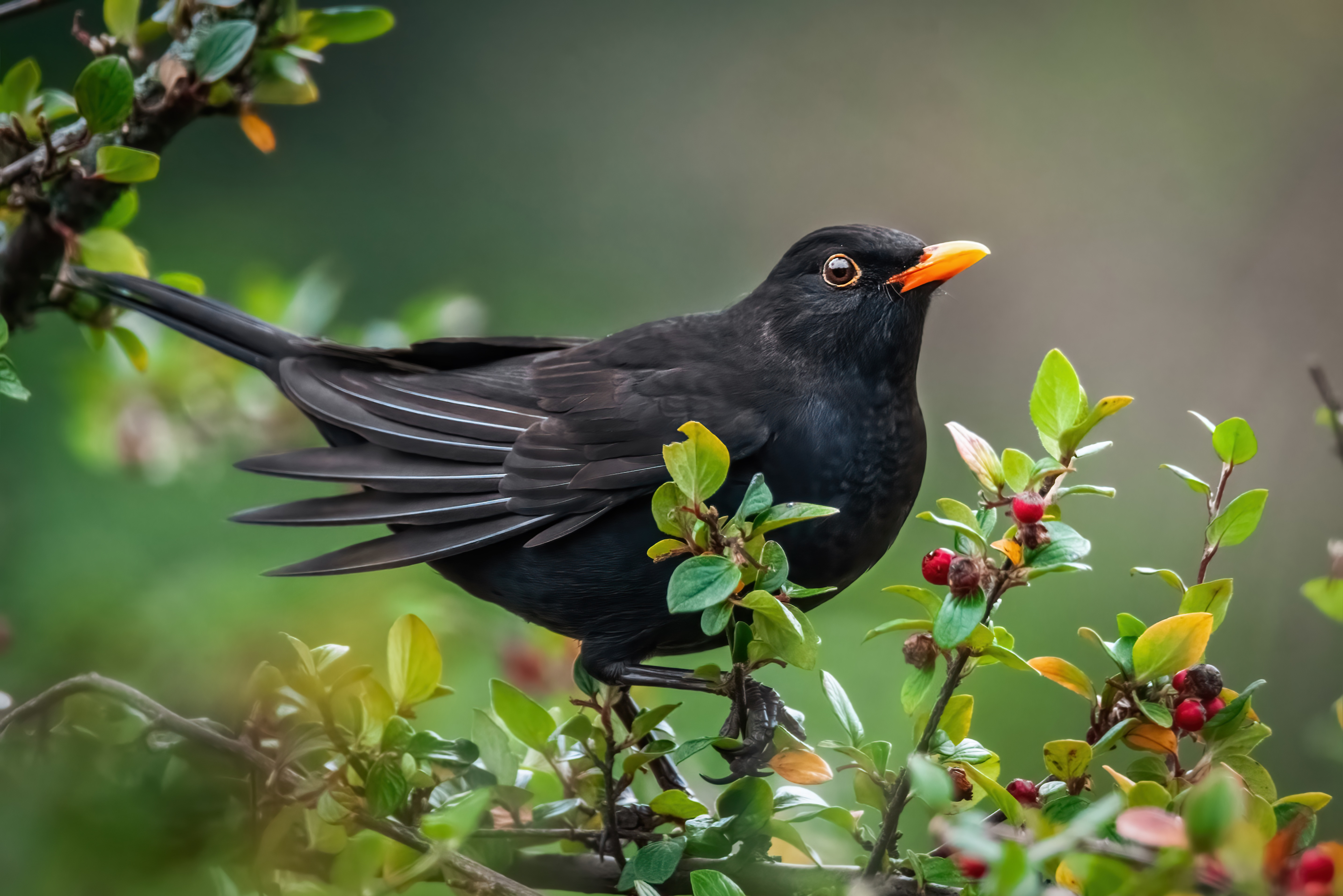 Amsel