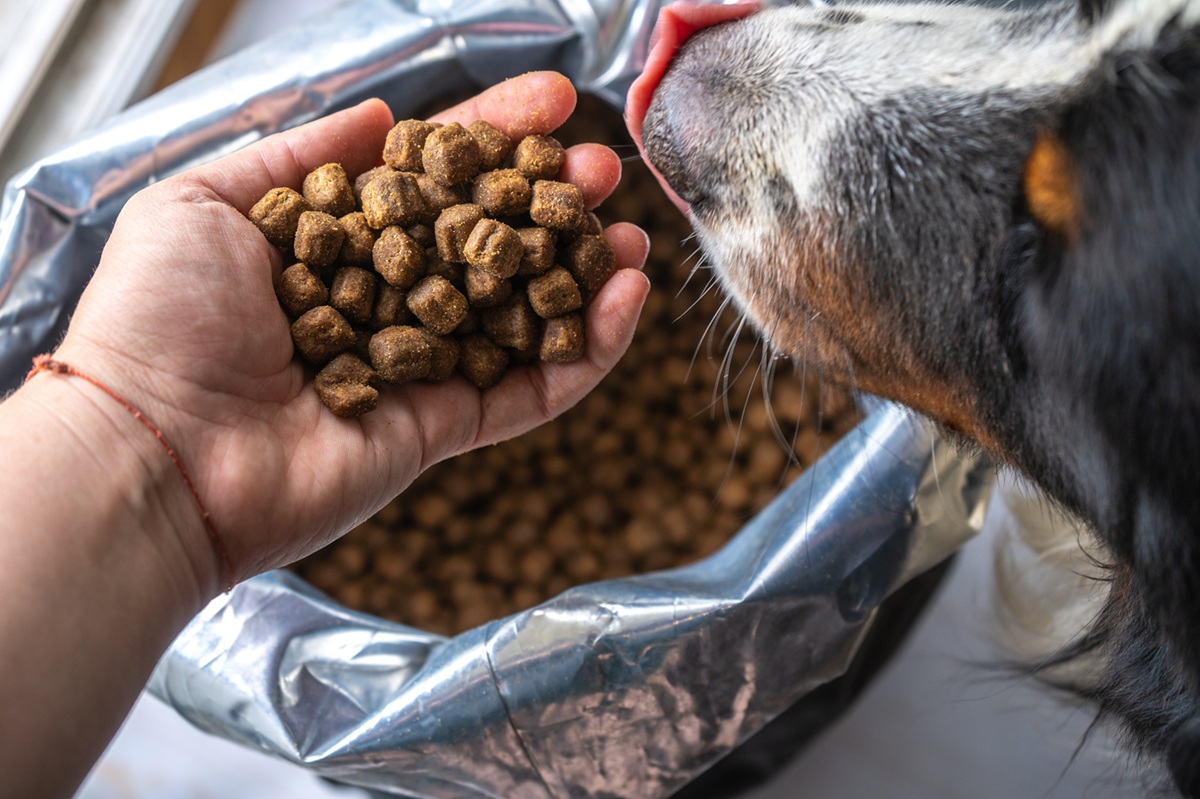 Futterrechner für Hunde: Die richtige Menge