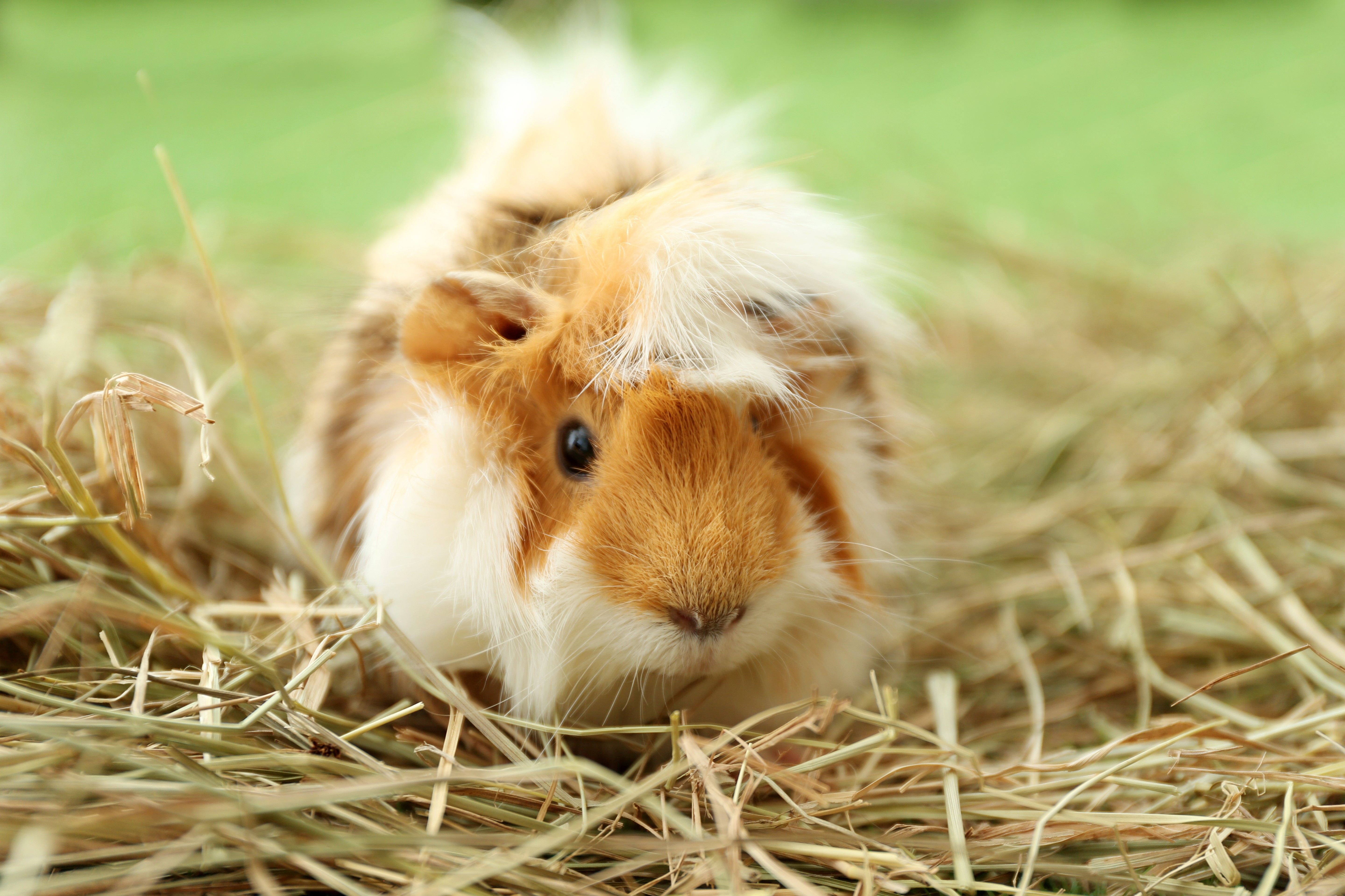 Die richtige Einstreu für Meerschwein